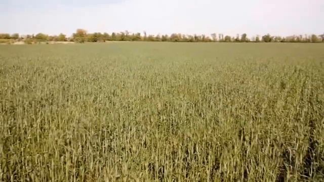 Обзор озимой пшеницы. Сорт: Сталева. Дата: 16.05.2019 смотреть онлайн