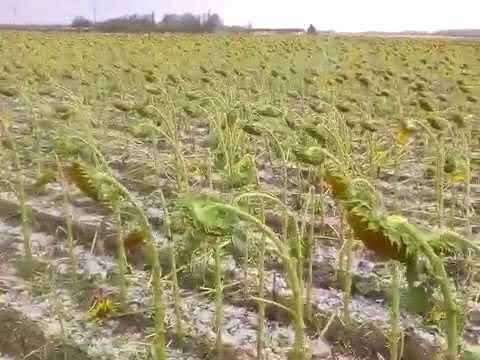 Последствия урагана в Выселковскому районе Краснодарском крае 30 июня 2018