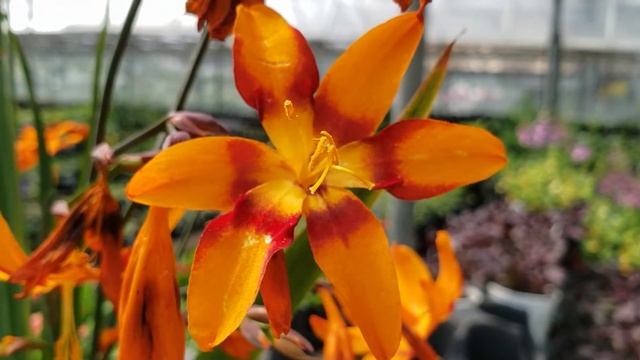 Enjoy Beautiful Flower | Crocosmia Emily Mckenzie