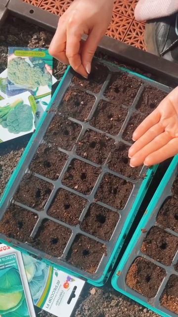 Посев капусты на рассаду. смотреть онлайн