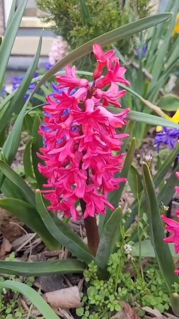 Heavenly #fragrant #springflowers #hyacinth смотреть онлайн