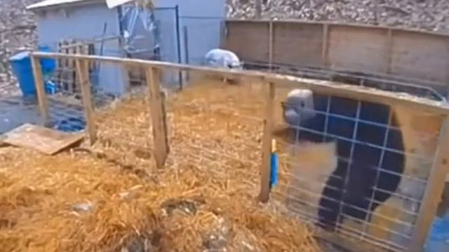 Не на ту свинью нарвался медведь 😰#animal #медведь #свинья смотреть онлайн