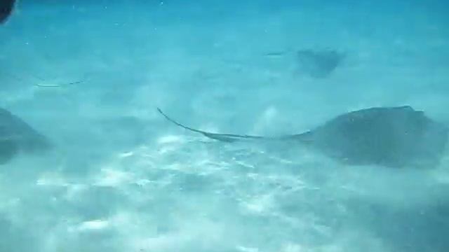 Having fun at Sting Ray Sandbar смотреть онлайн
