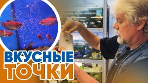 Аквариумные новости с Владимиром Ковалёвым (25.04.2025). Вкусные точки.