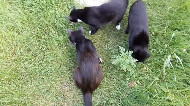 Славянск. 31 июля 2023г. Вечер. смотреть онлайн