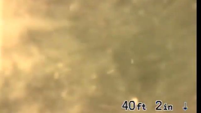 CITRUS FROM HOUSE TO GRASS 10 23 2019 смотреть онлайн