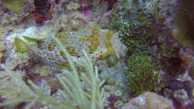Grand Cayman 8-5-16 Porcupine Fish at Sundivers Mini Wall East End смотреть онлайн