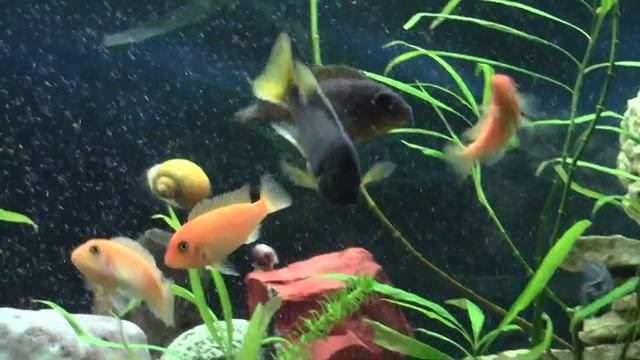 Noske' Pseudotropheus Hongi Red Top смотреть онлайн
