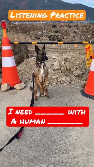 Listening Practice ~ YouTube shorts #spicegirls #english #listening #dogs смотреть онлайн