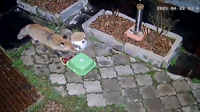 Лисичка на самообслуживании смотреть онлайн