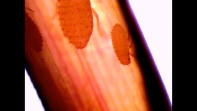 Sipha flava [Yellow Sugarcane Aphid] Consuming Lemongrass смотреть онлайн