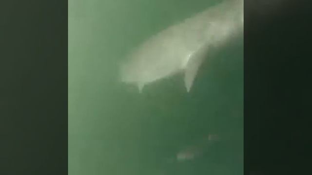 Sharks - Capetown смотреть онлайн