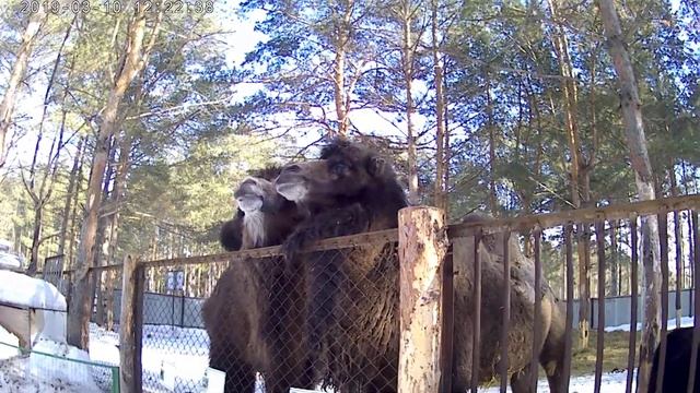 Зоопарк часть 4 Меня чуть не сожрал верблюд смотреть онлайн