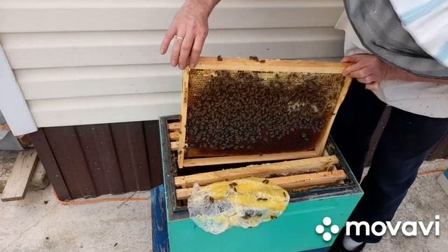 СКОЛЬКО КОРМА И РАСПЛОДА В СЕМЬЯХ в марте. смотреть онлайн