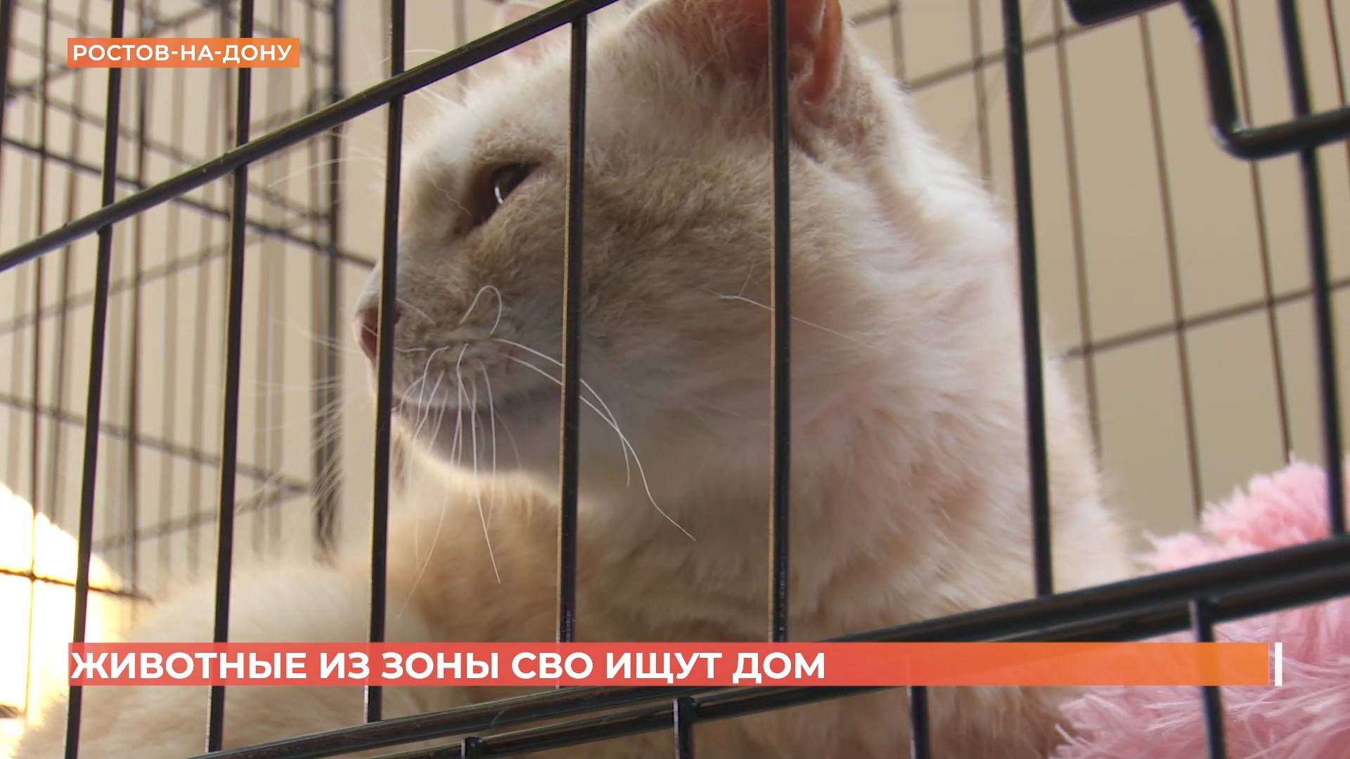 "Выставка "Животные зоны СВО" впервые прошла в областной столице смотреть онлайн