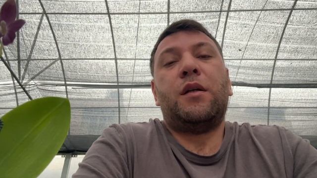 Орхидеи ОПТОМ ИЗ ТАЙВАНЯ как купить? смотреть онлайн