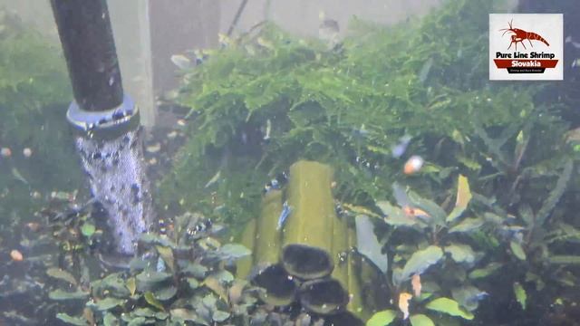 Nice mix of Taiwan Bee shrimp feeding смотреть онлайн