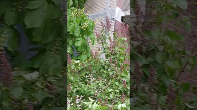 каштан 🌰 смотреть онлайн