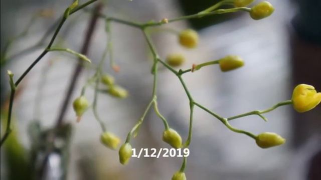 Orchid - Oncidium Twinkle 'Sunlight' Blooms | Yellow Variety | Care Tips смотреть онлайн