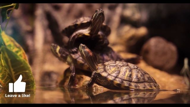 Why Is My Turtle Not Eating? What Should I do? (Vet explains) смотреть онлайн
