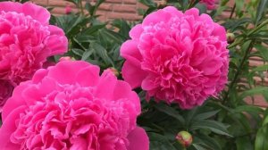 Пион «Эдулис Суперба (Edulis Superba)»