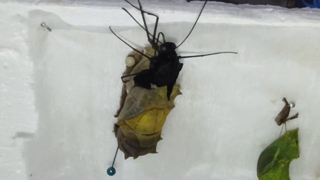 The rare and beautiful butterfly in the world / Troides amphrysus flavicollis смотреть онлайн