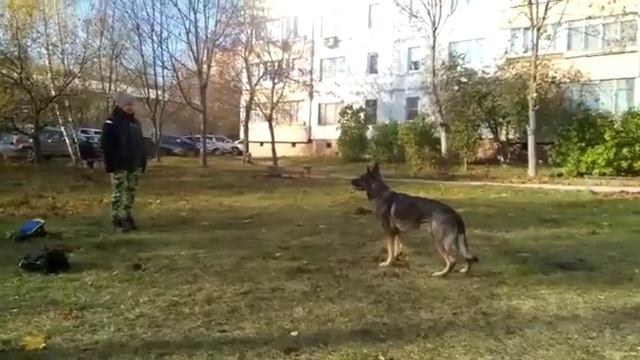 Остановка из бега с Немецкой овчаркой смотреть онлайн