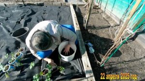 7 соток. Перекапываю землю под клубнику и рыхлю. Хроника 22 апреля 2025 год-