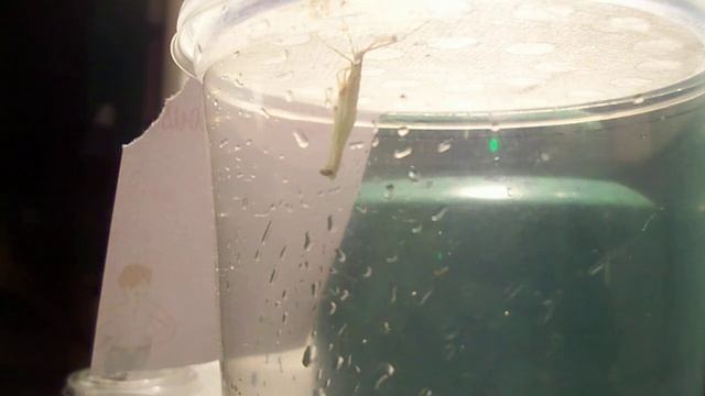 L3-L4 Gor-Tok, Tenodera angustipennis, molting смотреть онлайн