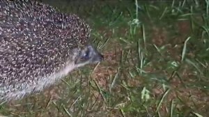 я не человек и не горошек я ёжик грустный ёжик