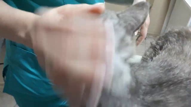 Выброшеный кот Басков ищет новых хозяев смотреть онлайн