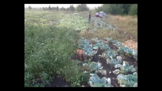 Про лисёнка, который ходил к нам из леса и не боялся. смотреть онлайн