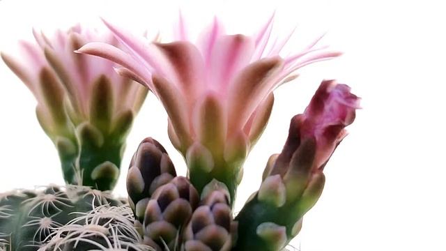 Gymnocalycium bruchii смотреть онлайн