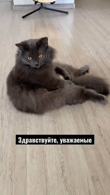 Почему кот сидит так? Показывает, что он - босс? 😂 смотреть онлайн