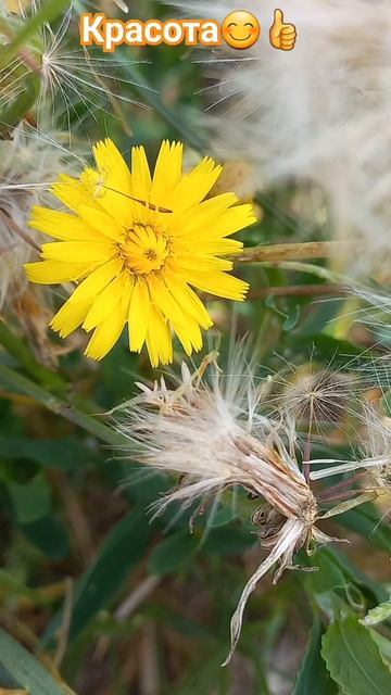 Красота полевые цветы травы природа #shorts смотреть онлайн