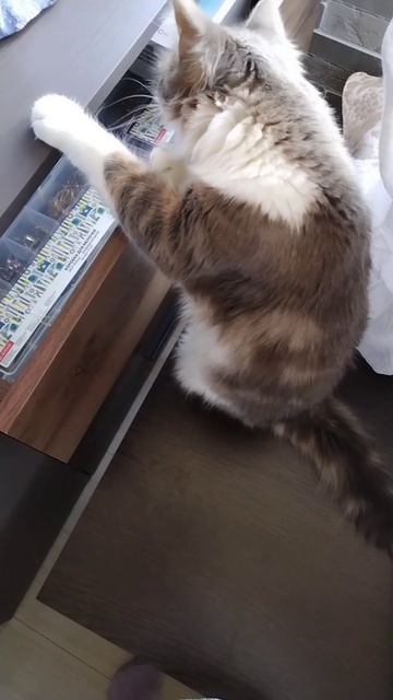 5.04.2024. Сэм и ящик комода/ Sam and the dresser drawer/ Sam y el cajón de la cómoda смотреть онлайн