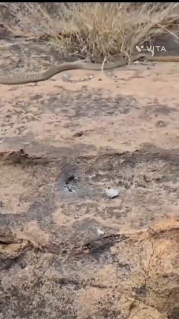 snake#shortvideo #viralvideo #virelshorts #subscribe смотреть онлайн