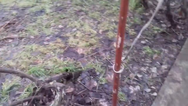 Как обрезать виноград на даче . Обрезка винограда осенью смотреть онлайн