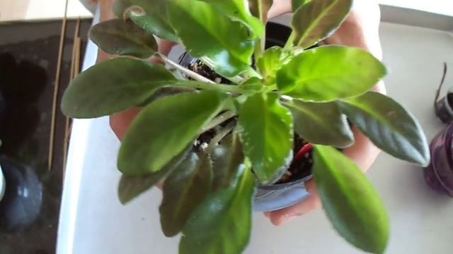 160 .Rengarenk, Çiçek Sapından Menekşeler Sıcaklara Nasıl Dayanacak? How Will Violets Resist Heat? смотреть онлайн