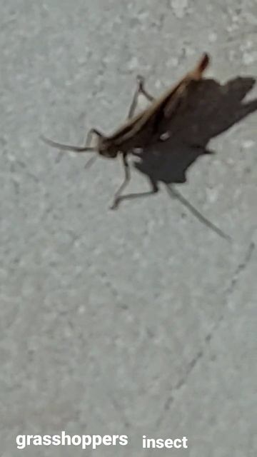 Grasshoppers insect #shorts смотреть онлайн