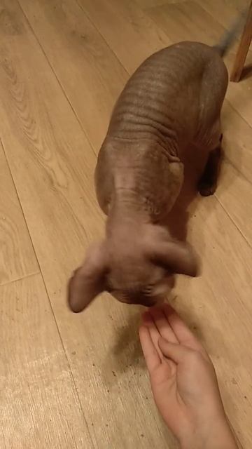 как научить кошку команде *дай лапу* смотреть онлайн