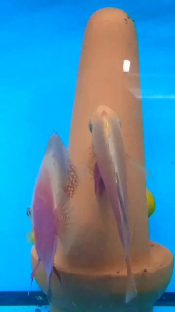 Наконец-то заработали красно белые дискусы #aquarium #discus #аквариум #дискусы #аквариумныерыбки смотреть онлайн
