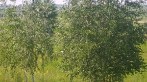 В.Толкунова Где ты появился на свет......