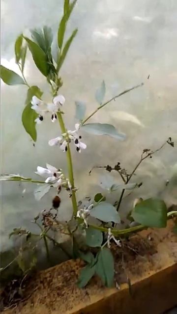 Шмель опыляет цветочки. смотреть онлайн