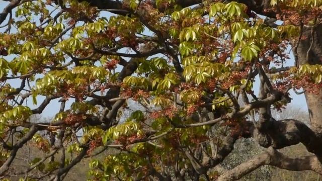 Sterculia Foetida [Indian Wild Almond]