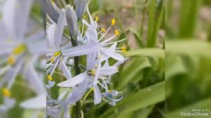 Камасія Сusickii ( Камасія Кузика) Цвітіння 2022 #камасіяСusickii#камассия