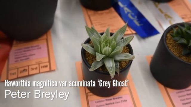 Succulents Identification: Haworthia magnifica var acuminata Grey Ghost смотреть онлайн