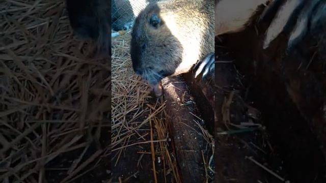 Рыпка для Нутрия смотреть онлайн
