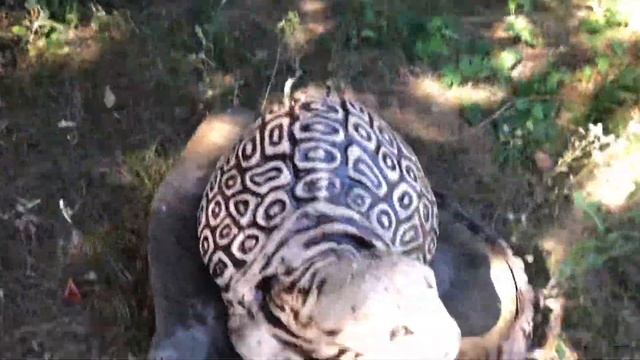 Где цветок,там и медок. смотреть онлайн