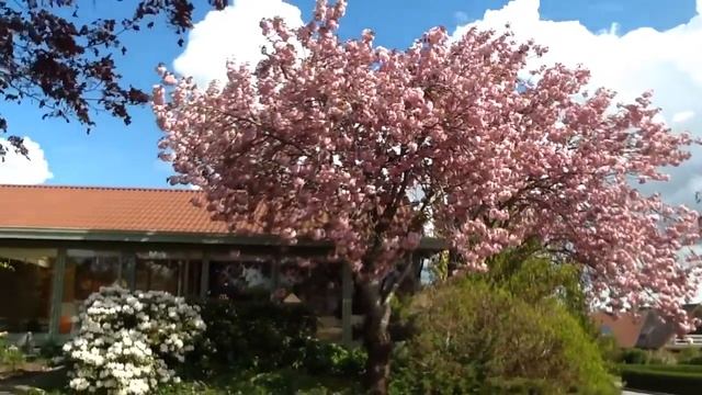 Japansk kirsebærtræ i Hadsund смотреть онлайн